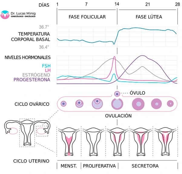 Ciclo Sexual Femenino alteración de la menstruación gráfico